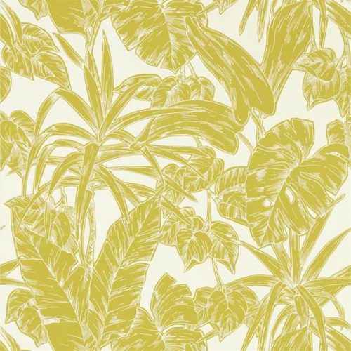 Parlour Palm 112022